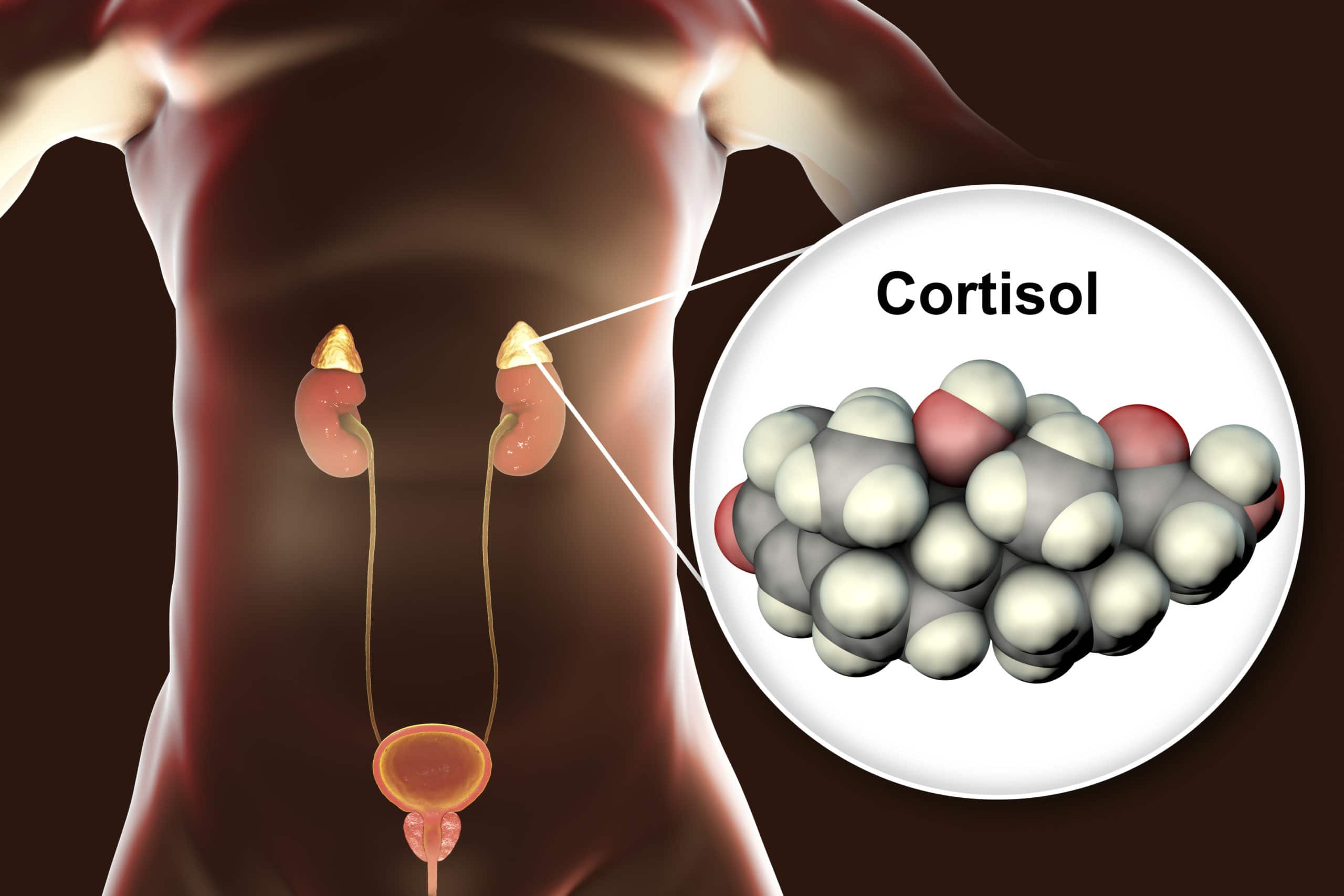 the cortisol connection