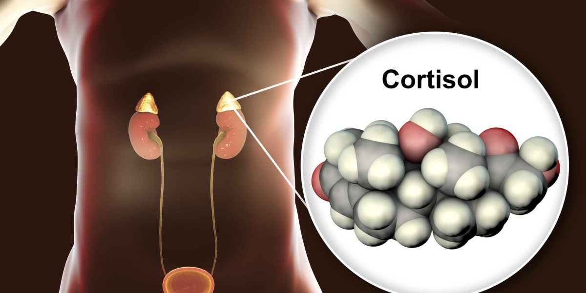 the cortisol connection